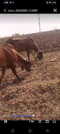 ઓડકા વેચવાના છે