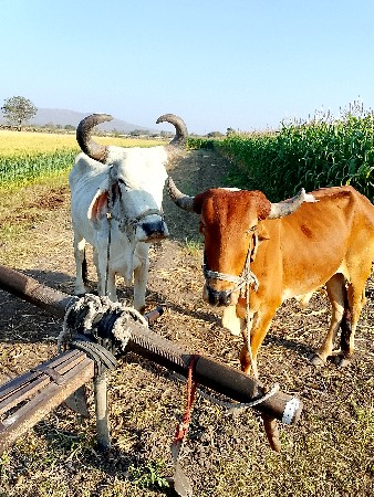 આ.વેશવા.નાછે