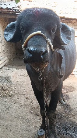 ખળેલી વેચવાની છે