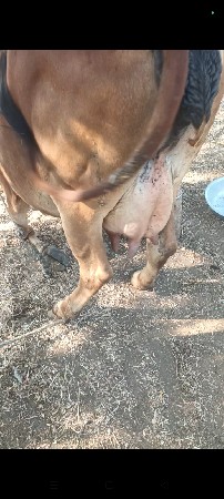 બીજા વેતર મા