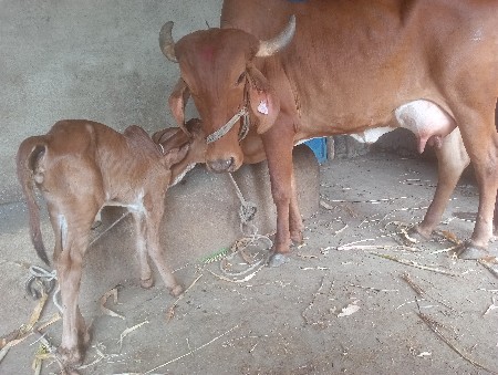ગીર ગાય વેચવા ની છે