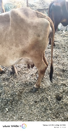 ગાય વેશ્વાની છે 
ગીર ગાય છે