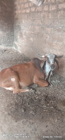 ગાય વેચવાની એ