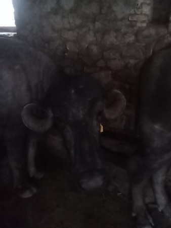 थंबनेल 2