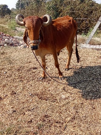 ચોથીદારના બળદ બેય દેવાના હૈ