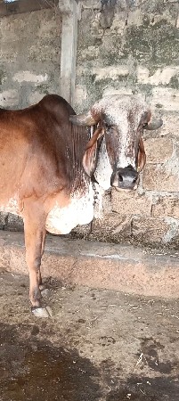 ગીર ગાય છે