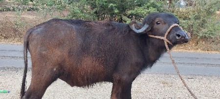 થંબનેલ 3