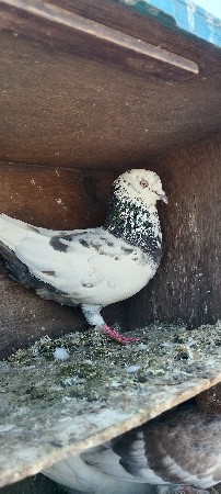 થંબનેલ 2