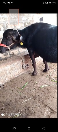 ભેંશ વેસવા ની છે