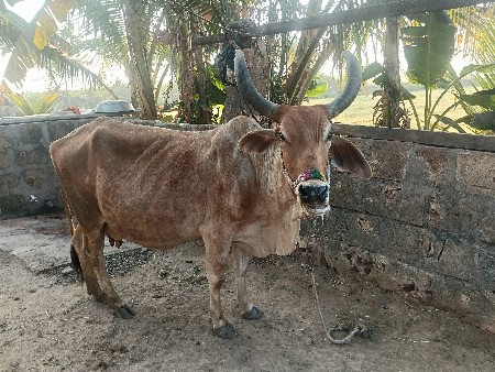 દેશી ગાય