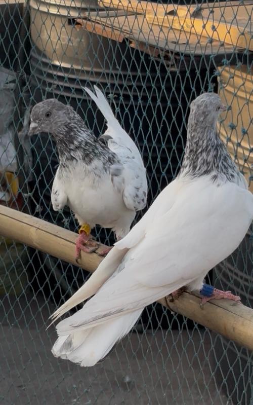 थंबनेल 2