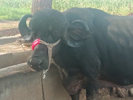 એસ વેચવાની છે જાફરાબાદી