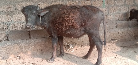 બની પાડી વેશવાનીશે 2વરશનીશે