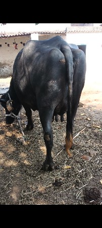 ત્રીજું  વેતર