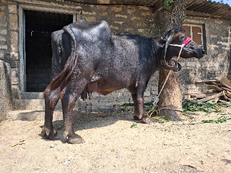 ભેસ વેચવાની છે