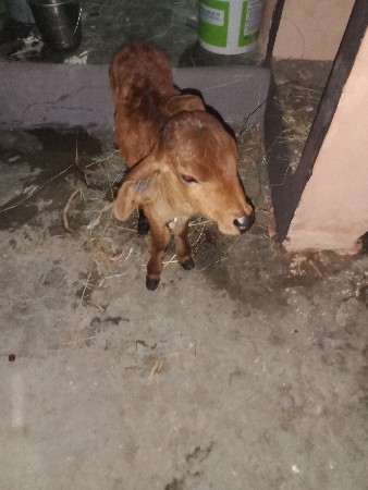 थंबनेल 3