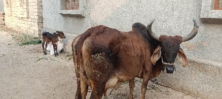 વેચવાની