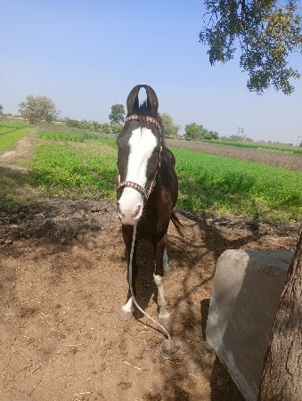 થંબનેલ 2