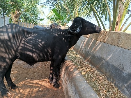 थंबनेल 2