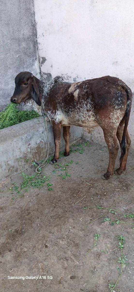 थंबनेल 2