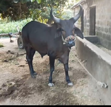 थंबनेल 3