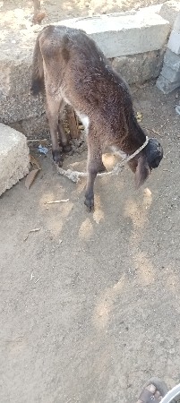 એચ. એફ. ગાય વેચવાની છે