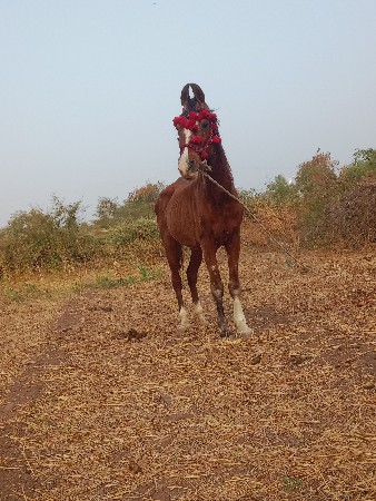 ધોડી વેસવાની છે અને સાટા કરવાના