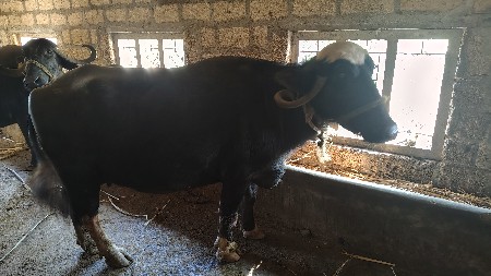 थंबनेल 2