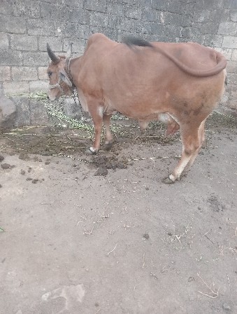 ગાય વેચવાની છે