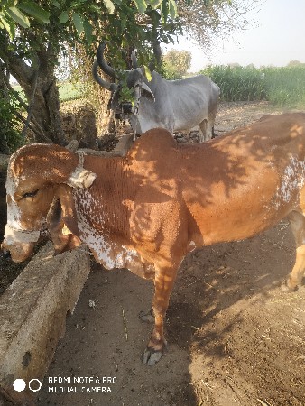 થંબનેલ 3