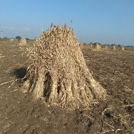 જુવાર વેચવાની છે