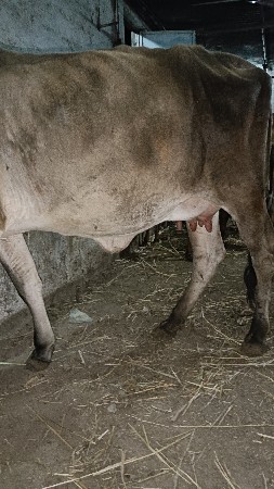 ગાય દેવાની છે