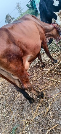 થંબનેલ 2