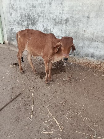 ગીર વાસળી વેસવા ની  છે.