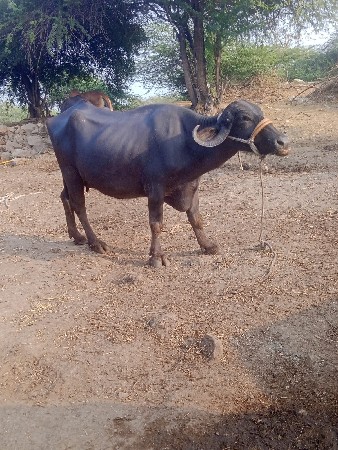 ભેંસ વેચવાની છે