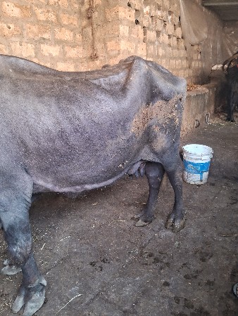 थंबनेल 4