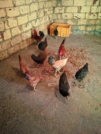 थंबनेल 3