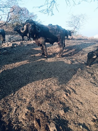 પાડો વેચવાનો છે