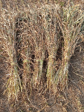 નીણ વેચવા ની છે