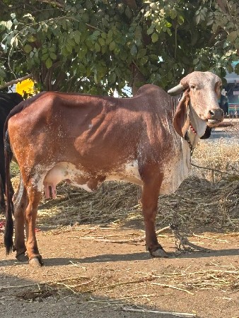 थंबनेल 2