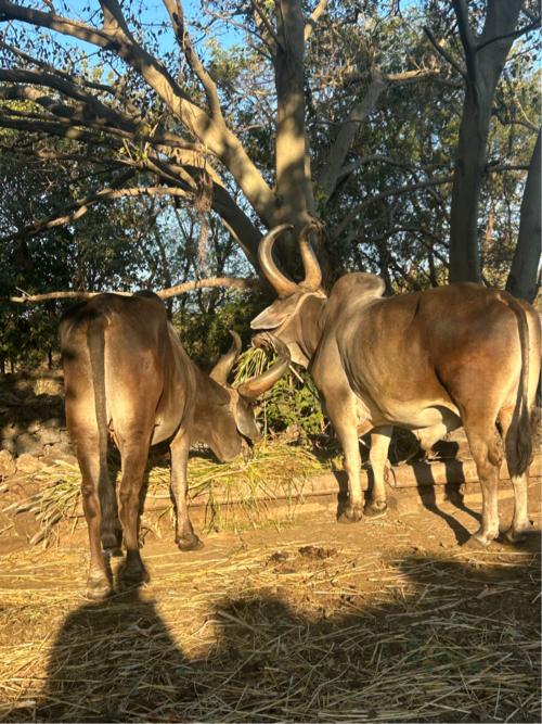 બળદ વેચવા ના છે