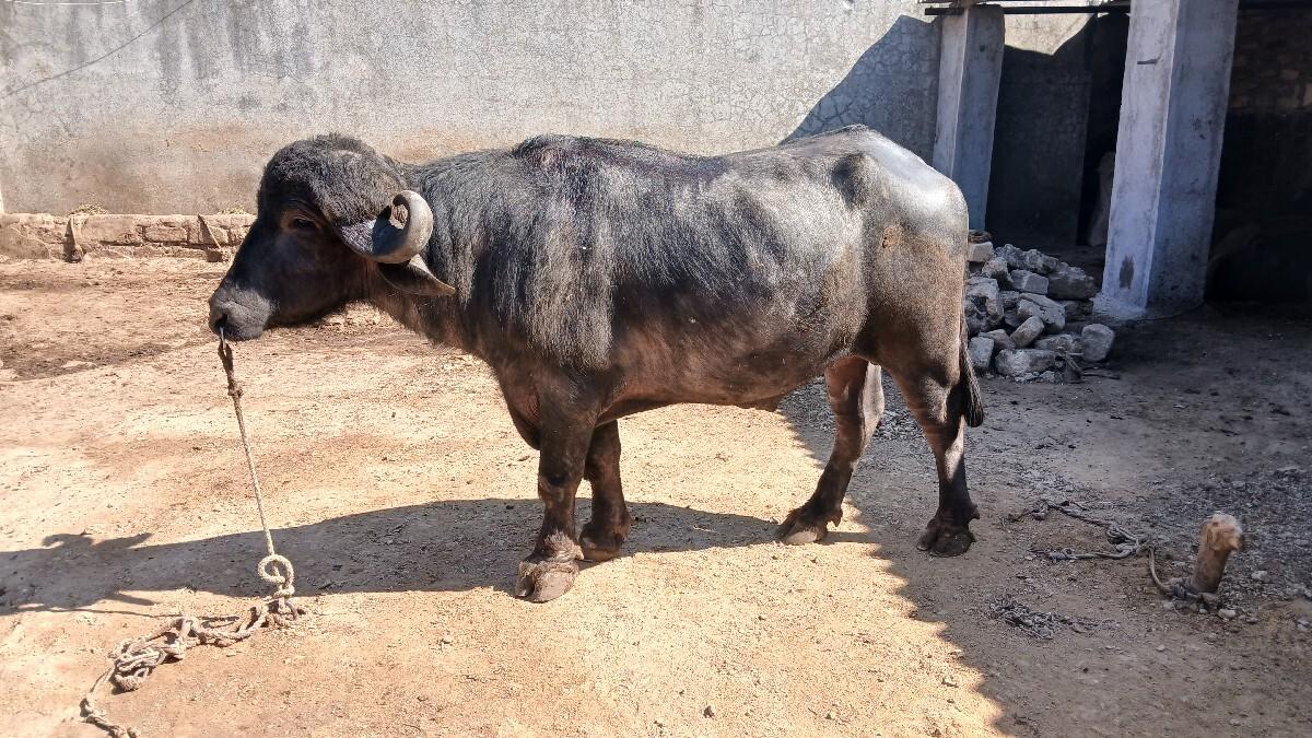 थंबनेल 2