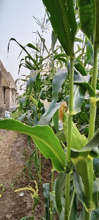 અમેરિકન મકાઈ