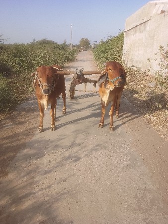 ગોઢલા વેચવાના છે