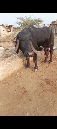 9723197610 ફોન કરો