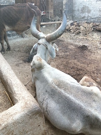 બળદ ધોરો વેચવાનો છે