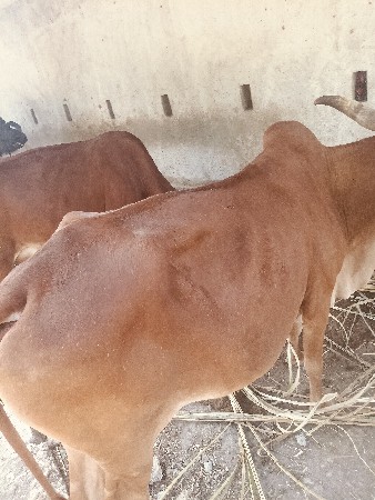 थंबनेल 2