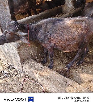 જોવા રૂબરૂ આવવાનું