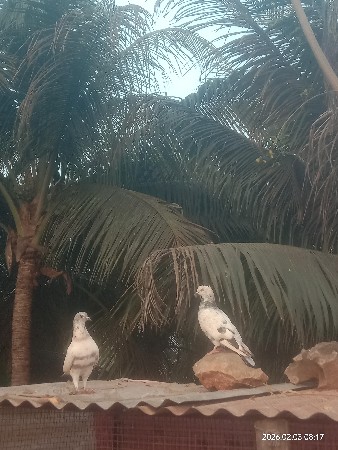 થંબનેલ 3