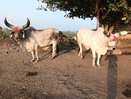 બળદ વેચવાના છે
